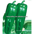 Hybrid F1 Early Mature Bell Pepper Seeds For Cultivation Slightly Spicy High Yield-First 104